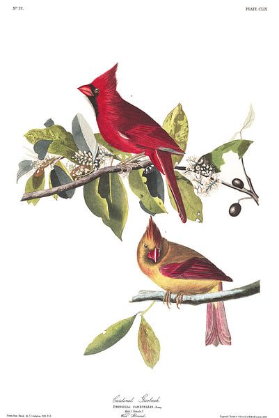 Rode Kardinaal van Birds of America