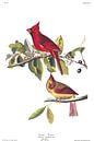 Rode Kardinaal van Birds of America thumbnail