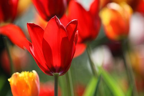 Tulpen in de Keukenhof