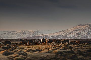Islandic Horses I von Pascal Deckarm