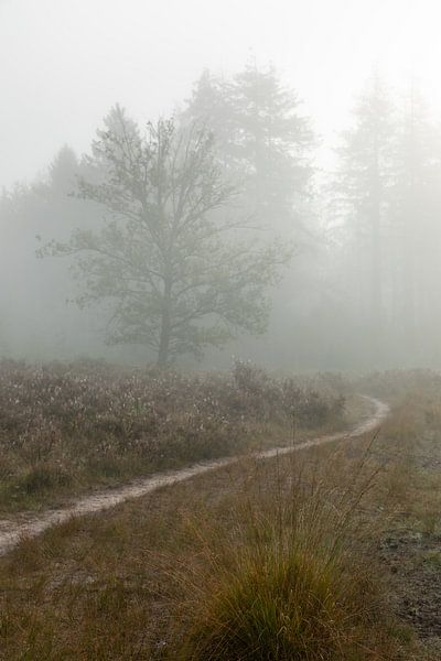Folgen Sie dem Weg von Hetwie van der Putten
