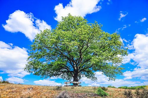 Frühling in Bildern: Heide