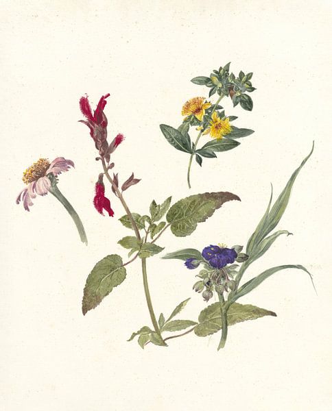 Studies van veldbloemen van Pieter Ernst Hendrik Praetorius, 1837 van Gave Meesters