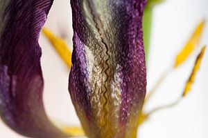 La tulipe en gros plan au brillant soyeux
