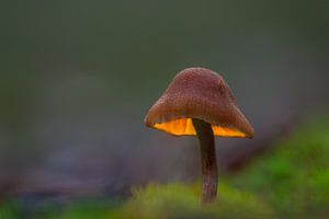 Éclairage d'ambiance du crapaud