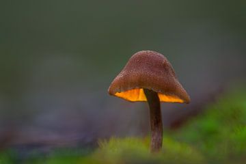 Sfeervol oplichtend paddenstoeltje van John van de Gazelle fotografie