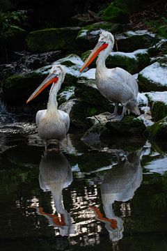 Twee pelikanen in het water