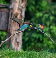 bee-eater