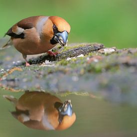 Appelvink met waterreflectie van Wim van der Meule