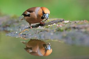 Pinson des arbres avec reflet dans l'eau