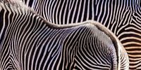 Twee zebra's van Werner Dieterich thumbnail