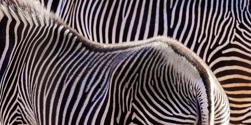 Twee zebra's van Werner Dieterich