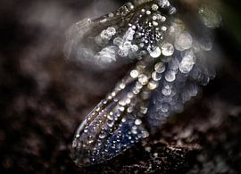 Glitzernde Flügel von natascha verbij