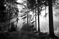 Een explosie van licht