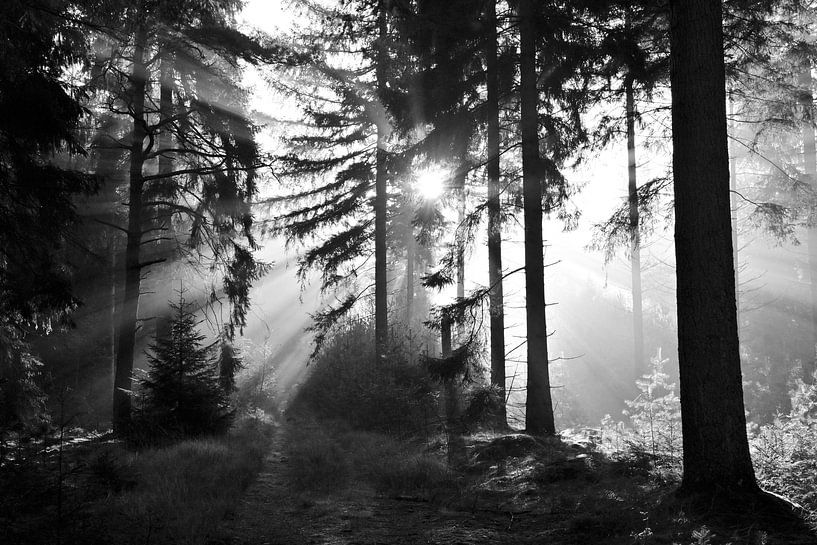 Eine Explosion des Lichts von Jurjen Melinga