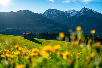 Bloemenweide boven de Oberallgäuer Alpen van Leo Schindzielorz