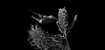 The hummingbird and the flower in black white by Catalina Morales Gonzalez