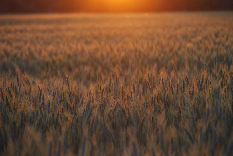 Graan bij ondergaande zon par Jan Nuboer