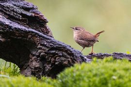 Wintergoldhähnchen im Wald.