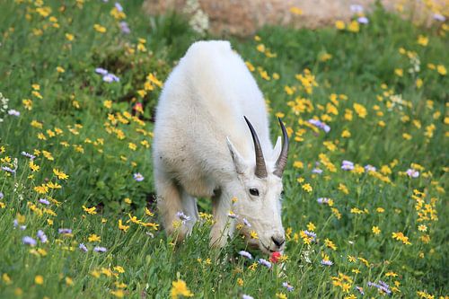 Sneeuwgeit (Oreamnos americanus), Glacier National Park, Montana, Rocky Mountains, USA