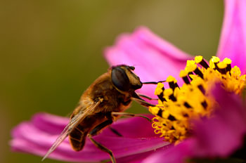 Eine Schwebefliege auf einer Blume