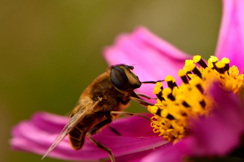 Een zweefvlieg op een bloem van Gerard de Zwaan