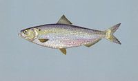 Alosa aestivalis (Blauer Hering)