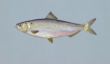 Alosa aestivalis (Blueback herring)