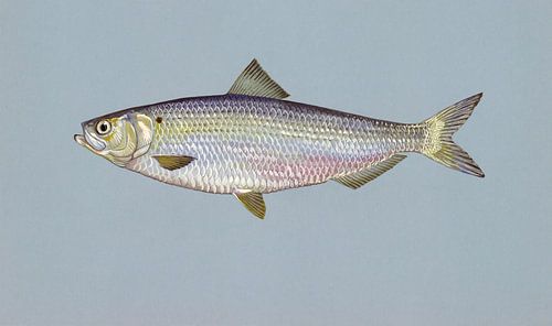 Alosa aestivalis (Blueback herring) van Fish and Wildlife