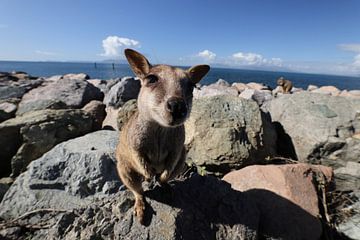 allied rock-wallaby , Petrogale assimilis Magnetic Island in Que sur Frank Fichtmüller
