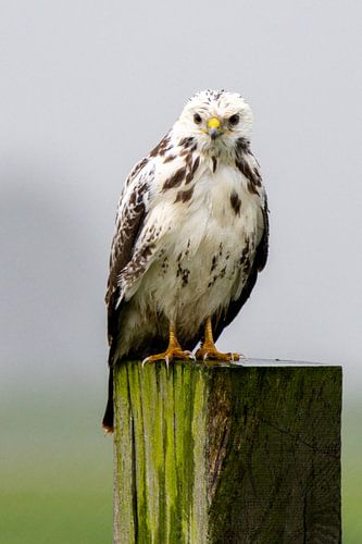 Witte Buizerd Nederland van Gertjan Hesselink