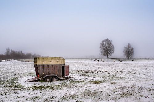 Trailer met schapen