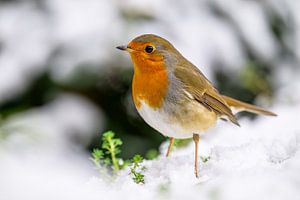Les merles dans la neige