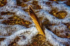Feather gaze by Holger Felix