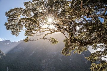 Alter Baum im Milford Sound, Neuseeland