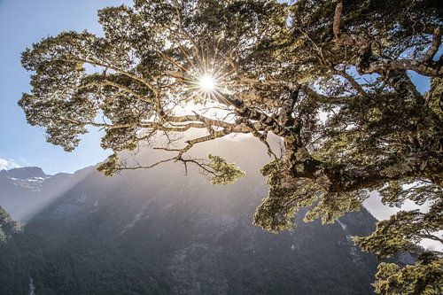Oude boom in Milford Sound, Nieuw-Zeeland