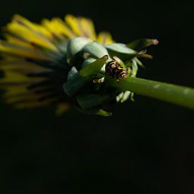 Gele lieveheersbeestjes van Matani Foto