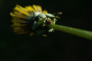 Gele lieveheersbeestjes van Matani Foto