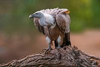 Gänsegeier (Gyps fulvus) sitzt auf eiem Baumstamm und schaut nach Beute