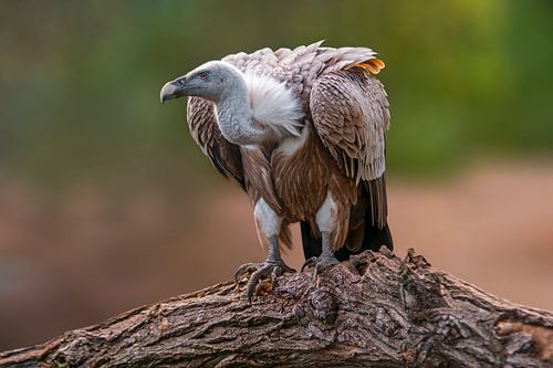 Vautour fauve (Gyps fulvus) assis sur un tronc d'arbre, à la recherche d'une proie.