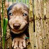De leukste pup van Mogi Hondenfotografie