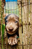 De leukste pup