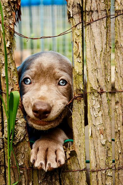 De leukste pup van Mogi Hondenfotografie