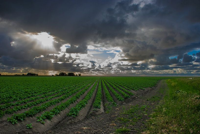 L'agriculture en Frise par Patrick Verhoef