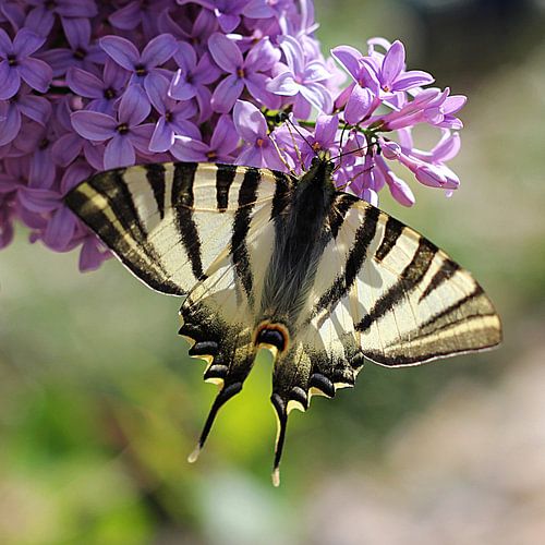 The Mariposa