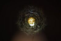 Dandelion on a Light