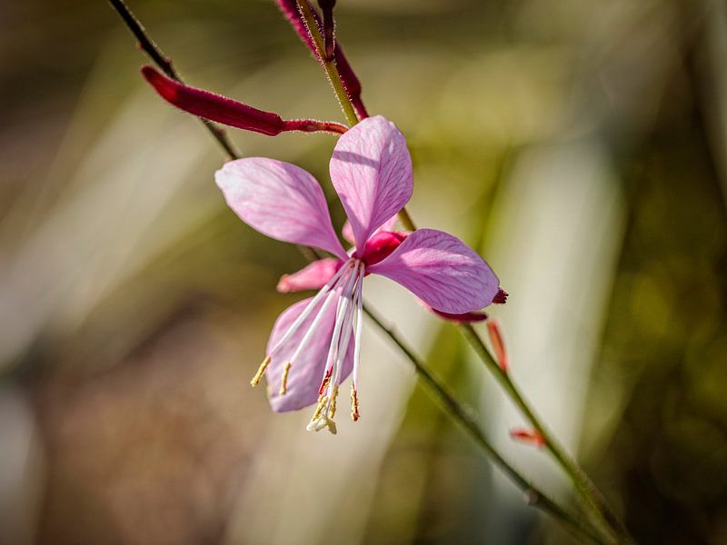 Gaura von Rob Boon