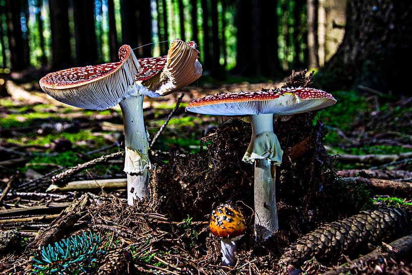 Nature mushrooms by Johnny Flash