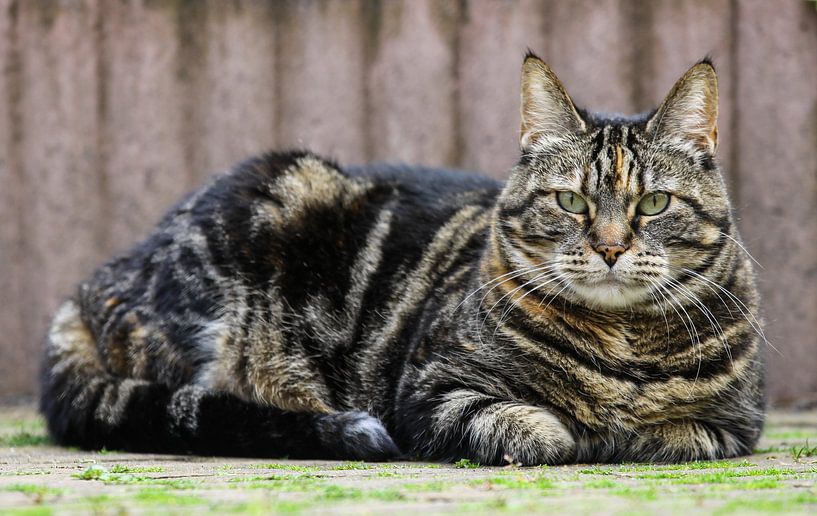 Chevy by peterheinspictures