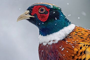 Fasan (Phasianus colchicus) von Christian Müringer